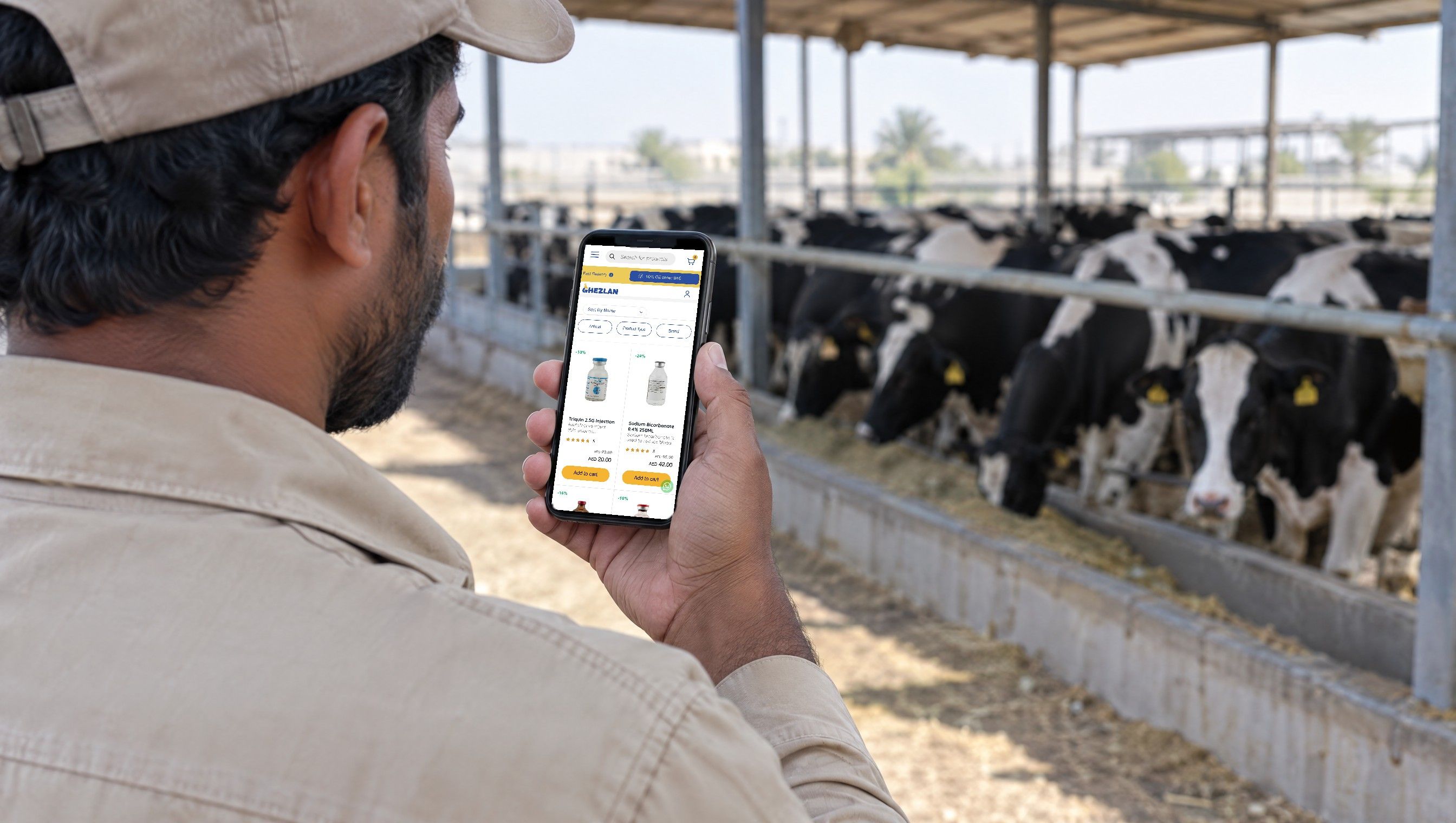 A farm worker browsing the Ghezlan cattle range on his phone beside the cattle shed